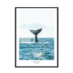affiche queue de baleine mer bleue