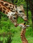 Affiche photo couple et bébé girafes