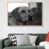 tableau photo noir et blanc d’un labrador