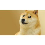 tableau photo shiba marrant