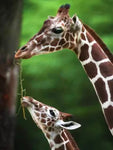 Affiche photo bébé girafe