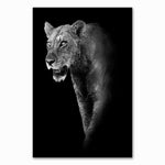 Cadre fond noir lionne de profil