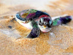 Tableau réaliste tortue dans le sable