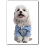 tableau fond blanc chien avec t-shirt