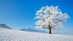 tableau arbre blanc et montagne de neige