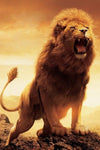 tableau photo lion majestueux noir et blanc