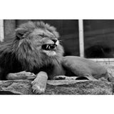 tableau lionne qui rugit en noir et blanc