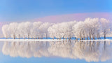 tableau arbre blanc et montagne de neige