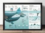 affiche explication peau baleine