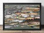 Affiche poissons de rivière