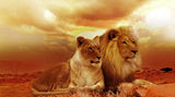 tableau coupe de lions coucher de soleil