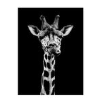 Affiche fond noir girafe de face
