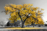 tableau photo noir et blanc arbre rouge