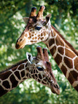 Affiche photo girafe marron et blanches