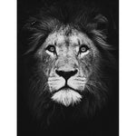 Affiche fond noir visage lion