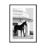 Affiche cheval noir et blanc