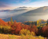 tableau foret dans la brume