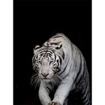 Affiche fond noir tigre blanc