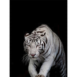 Affiche fond noir tigre qui court