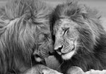 poster lion 1 pièce Couple noir et blanc