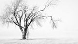 tableau arbre blanc et montagne de neige