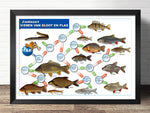 affiche chaine alimentaire poisson