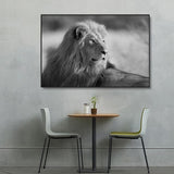 affiche lion 1 pièce Coucher noir et blanc 