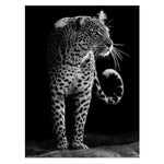 Affiche fond noir léopard magnifique