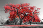 Tableau arbre 1 pièce Noir et blanc arbre rouge