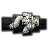Tableau tigre 5 pièces Tigre blanc coucher